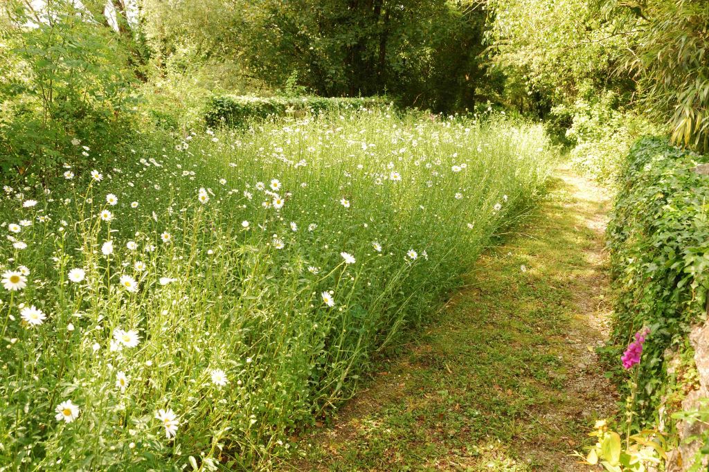 Wildflowers